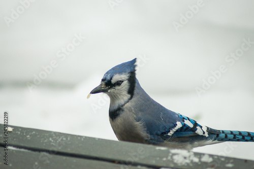 A wary blue jay in the winter