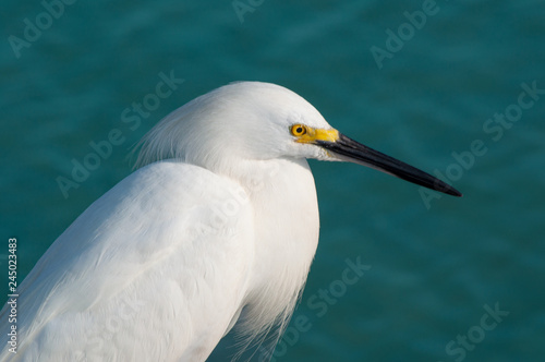 White Egret Bird with Ocean in Background Nokomis Beach, Florida Gulf Coast Bird