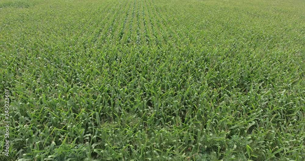 Flying Backwards At A Low Angle Over Cornfield Flying Backwards At A Low Angle Over Cornfield