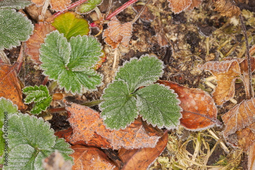 green and frozen strawberry leaf