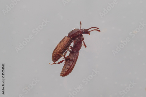 Two merchant grain beetles in white background walking. Oryzaephilus mercator photo