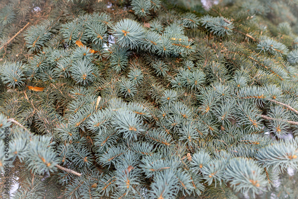 Green fir branches. Background image