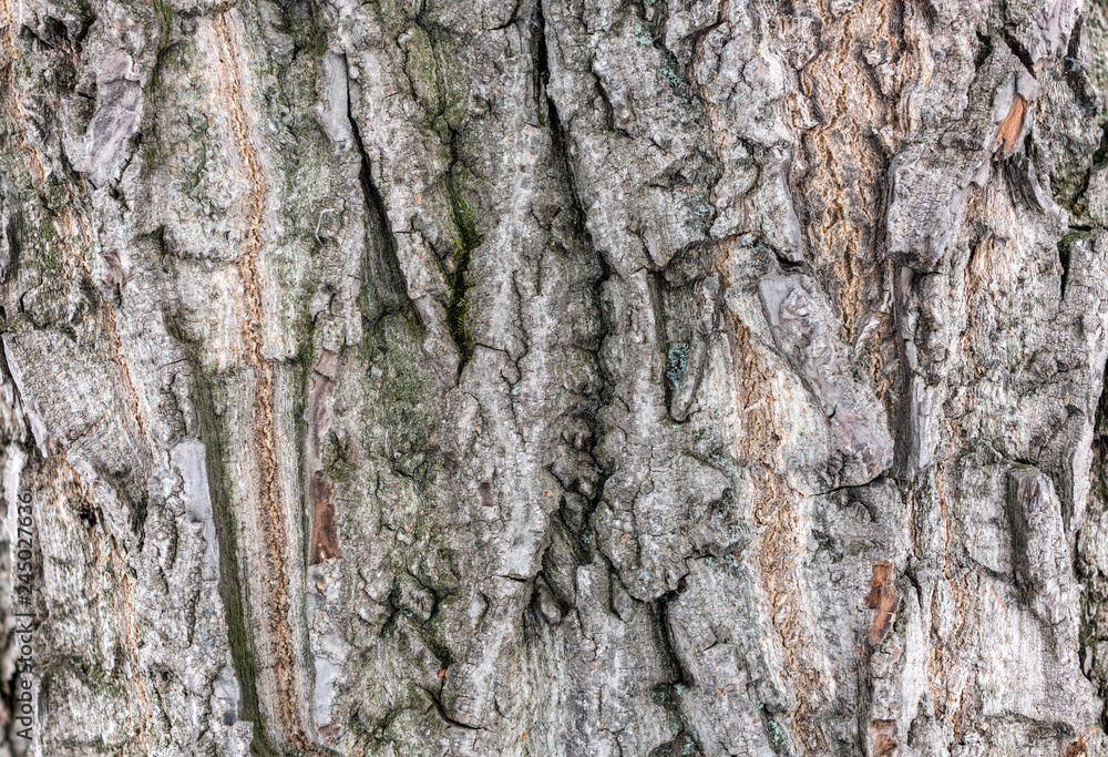 The bark of an old tree. The bark of old willows. The bark of an old tree. The bark of old willows.