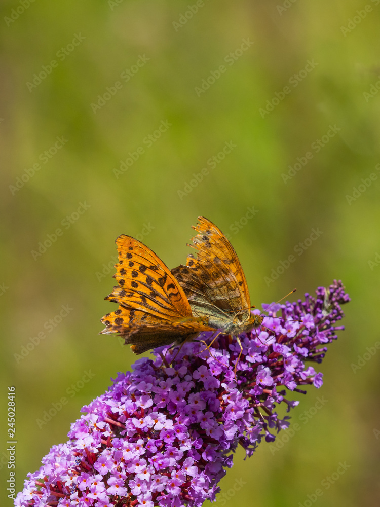 Silver-washed fritillary ( Argynnis paphia ). On a Buddleja ( or Buddleia ), commonly known as the butterfly bush. Silver-washed fritillary ( Argynnis paphia ). On a Buddleja ( or Buddleia ), commonly known as the butterfly bush.