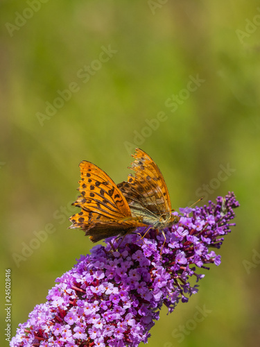Silver-washed fritillary ( Argynnis paphia ). On a  Buddleja ( or Buddleia ), commonly known as the butterfly bush. © Stephan Morris 