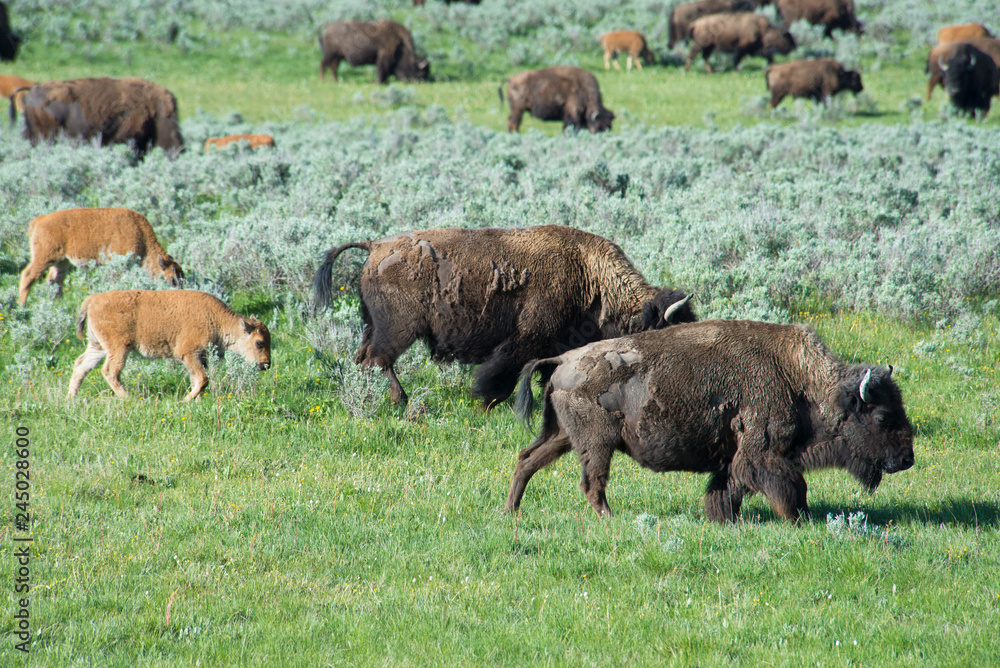 The season for Bison calves in Yellowstone National Park.