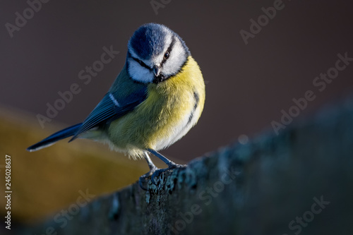 Blue tit