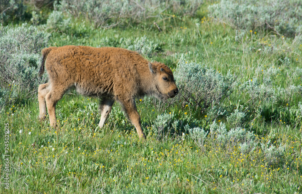 The season for Bison calves in Yellowstone National Park.