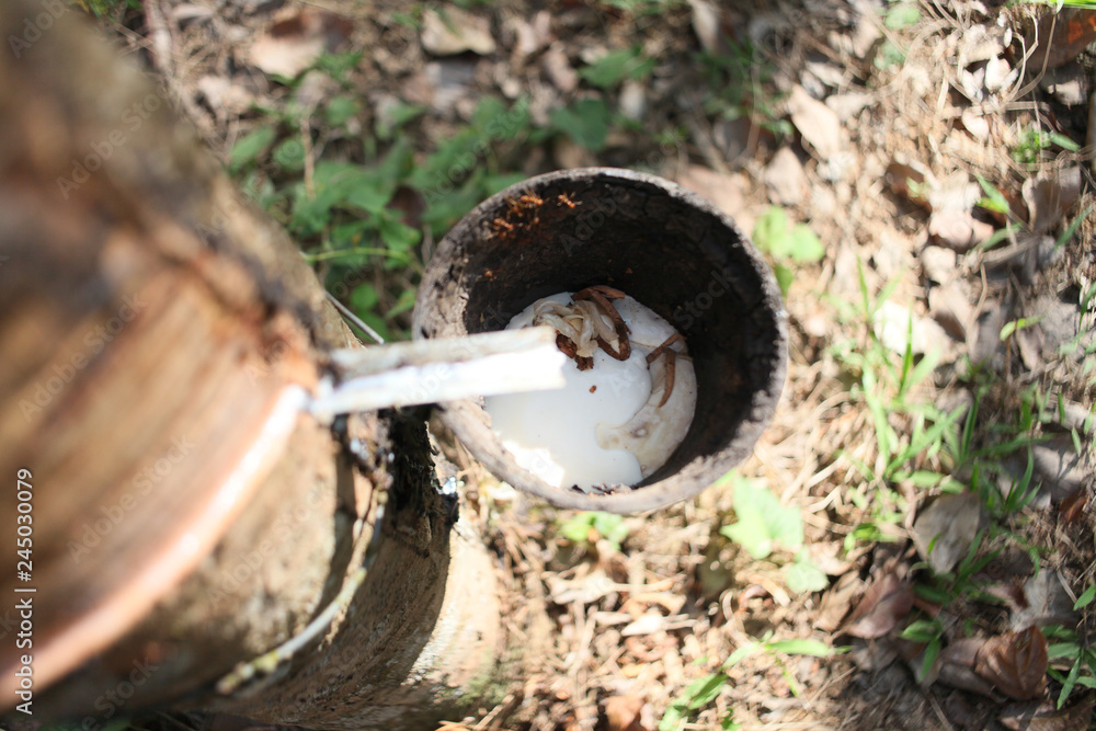 Fototapeta premium Rubber tree Latex