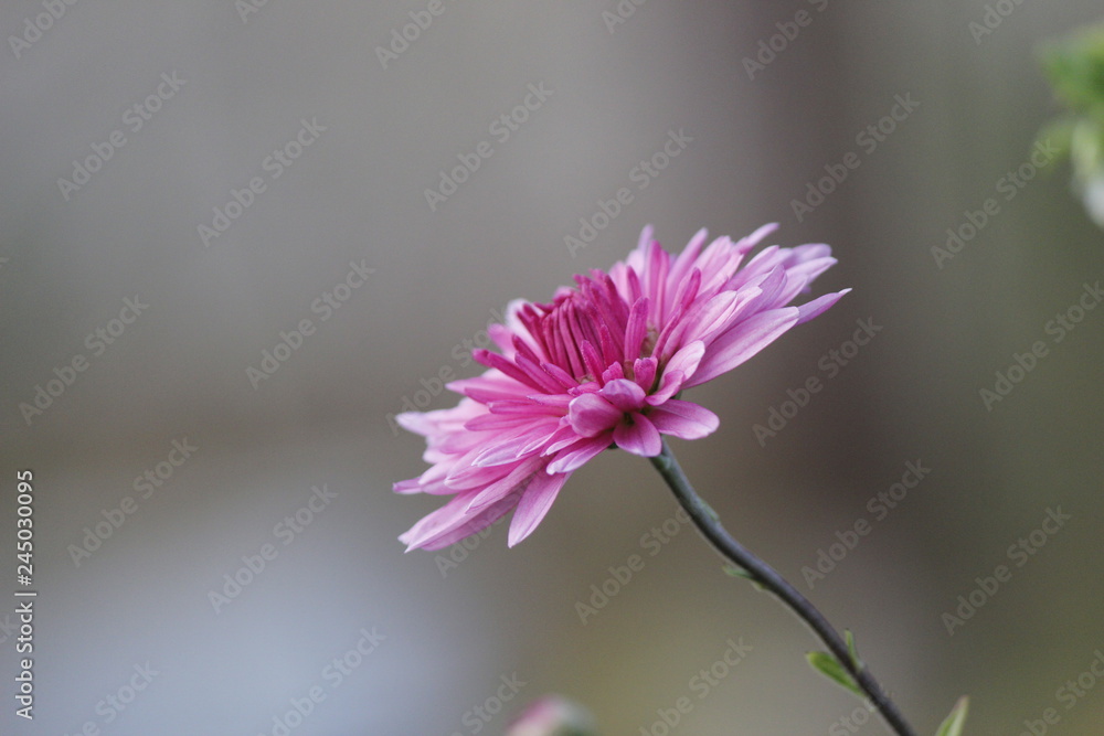 pink flower on  background