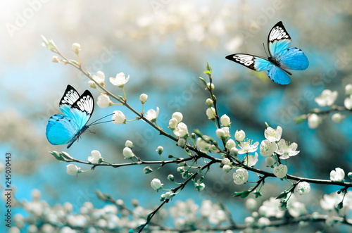 Kwiat wiśni w dziczy i motyl. Wiosna
