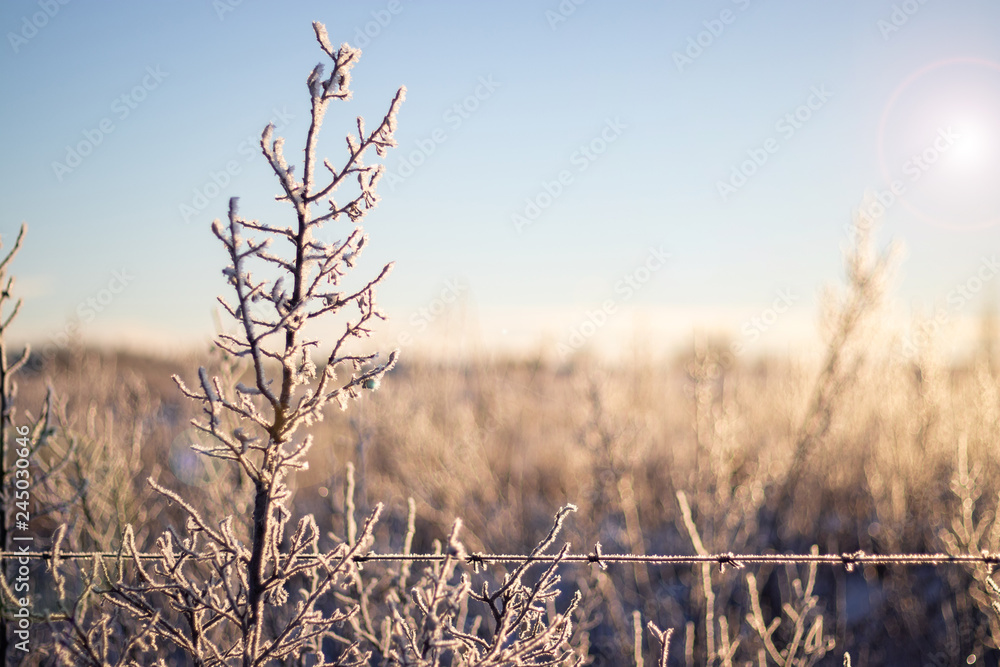 Obraz premium Farm brush covered in a thin layer of frost with bright sky and background