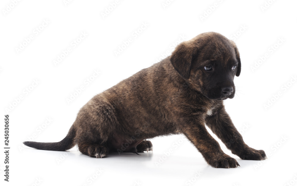 Obraz premium One black dog.