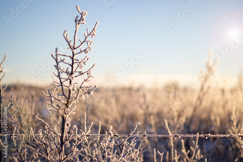 Farm brush covered in a thin layer of frost with bright sky and background