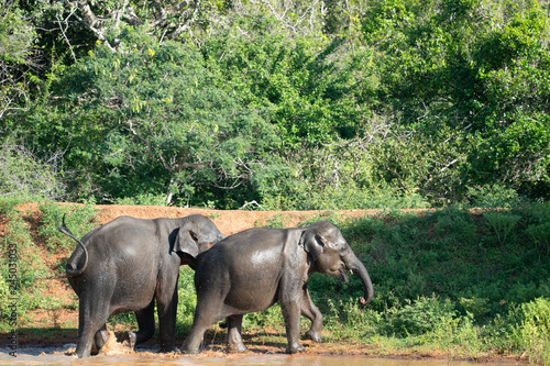 Wild elephants