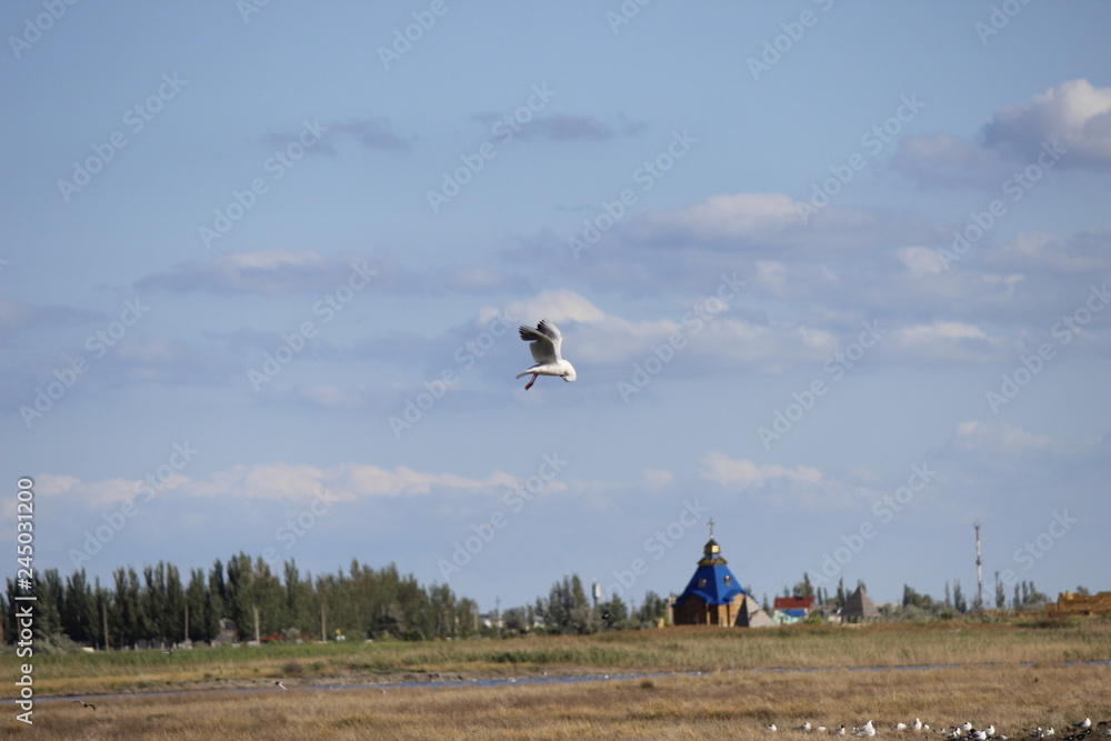 Fototapeta premium seagull 