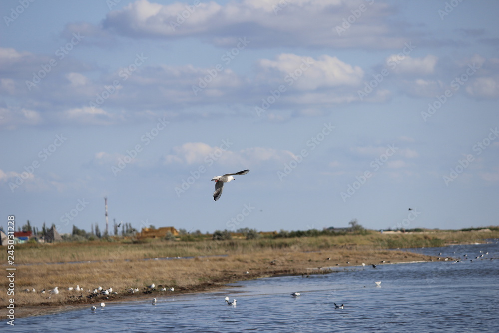 seagull 