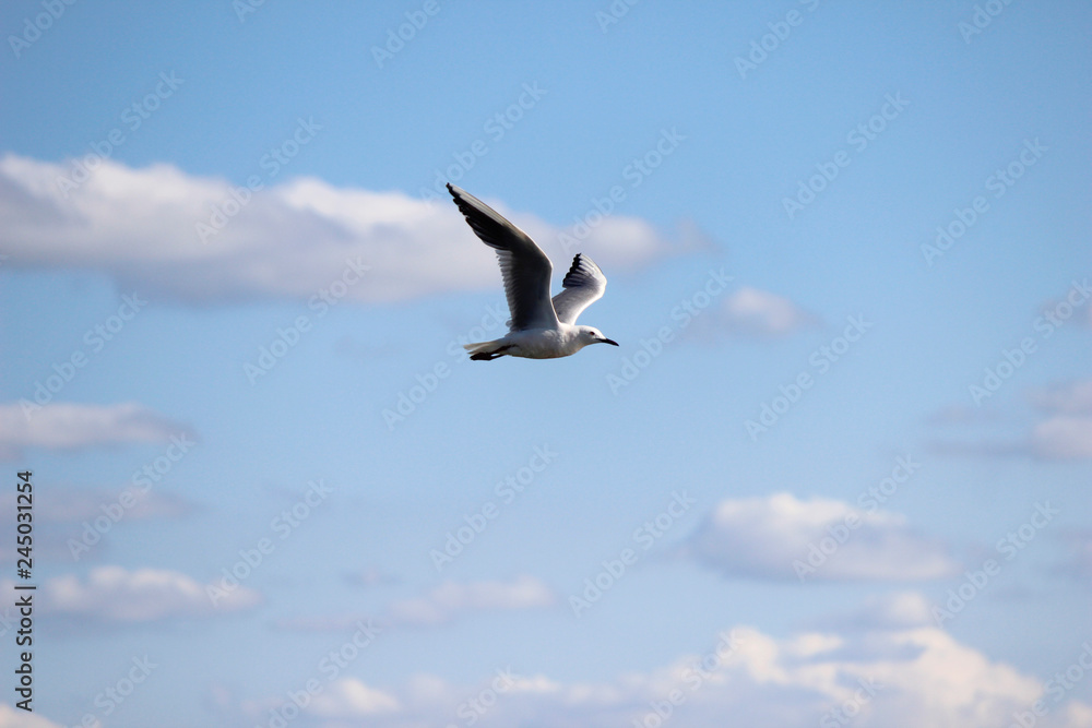 seagull seagull
