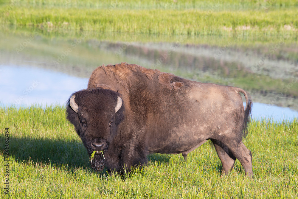 A large Bison feeding near water in Yellowstone National Park.