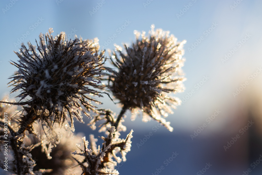 Farm brush covered in a thin layer of frost with bright sky and background