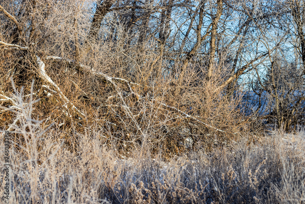 Frost covered branches amidst white snow in the heart of winter Frost covered branches amidst white snow in the heart of winter