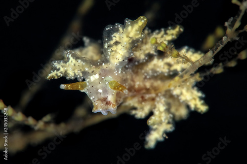 Nudibranch   Doto sp.4 in NSSI2, size 7-8mm.Picture was taken in Lembeh Strait, Indonesia