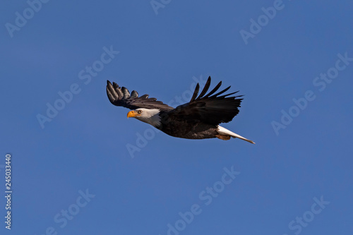 Bald eagle California wildlife © kgrif