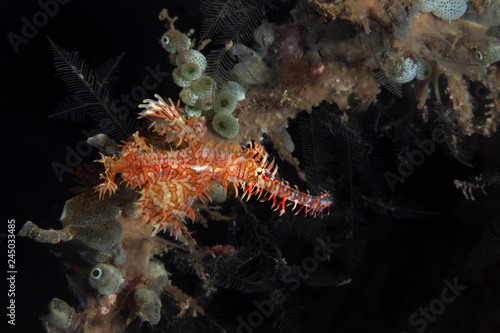 Harlequin Ghost Pipefish (Solenostomus paradoxus). Picture was taken near Island Bangka in North Sulawesi, Indonesia © Oksana