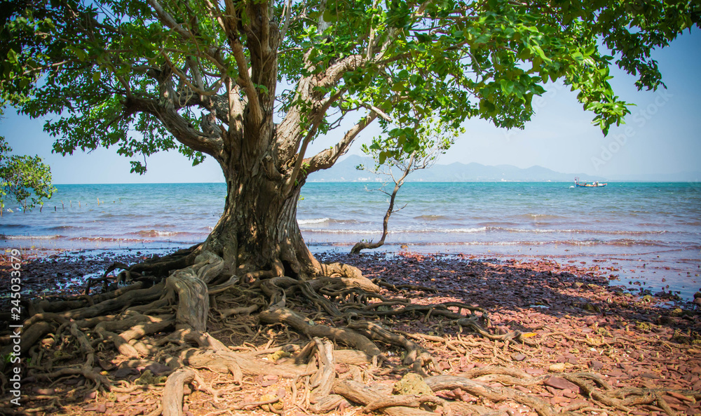 Tree roots interlacing mangrove 