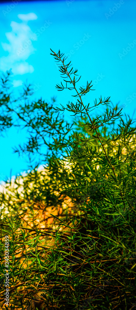 Fototapeta premium Green leaves in the park