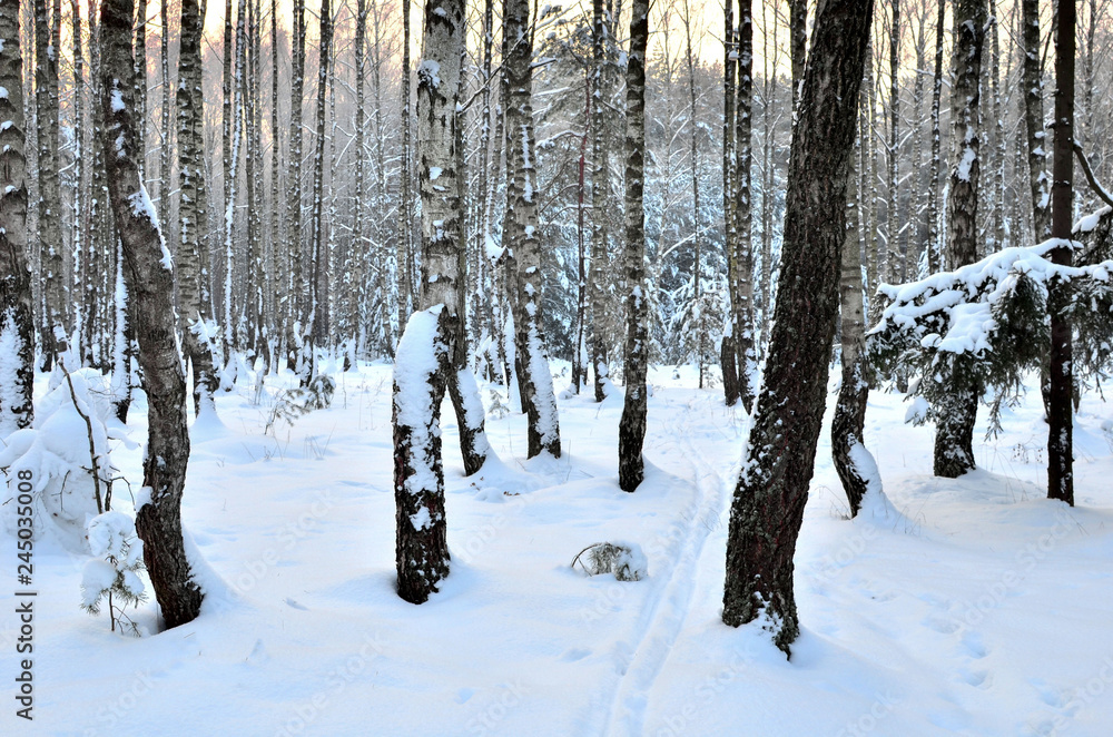 Many fir trees standing under the snow on the frosty winter. Many fir trees standing under the snow on the frosty winter.