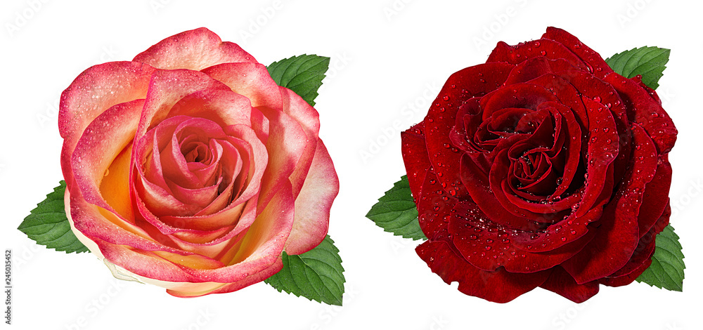 Fresh beautiful rose with dewdrops isolated on white background with clipping path Fresh beautiful rose with dewdrops isolated on white background with clipping path