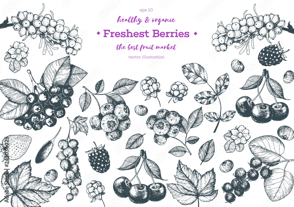 Berries hand drawn vector illustration frame. Hand drawn sketch illustration with sea buckthorn, goji berries, cloudberry, blueberry, strawberry. Healthy food design template with berries Berries hand drawn vector illustration frame. Hand drawn sketch illustration with sea buckthorn, goji berries, cloudberry, blueberry, strawberry. Healthy food design template with berries