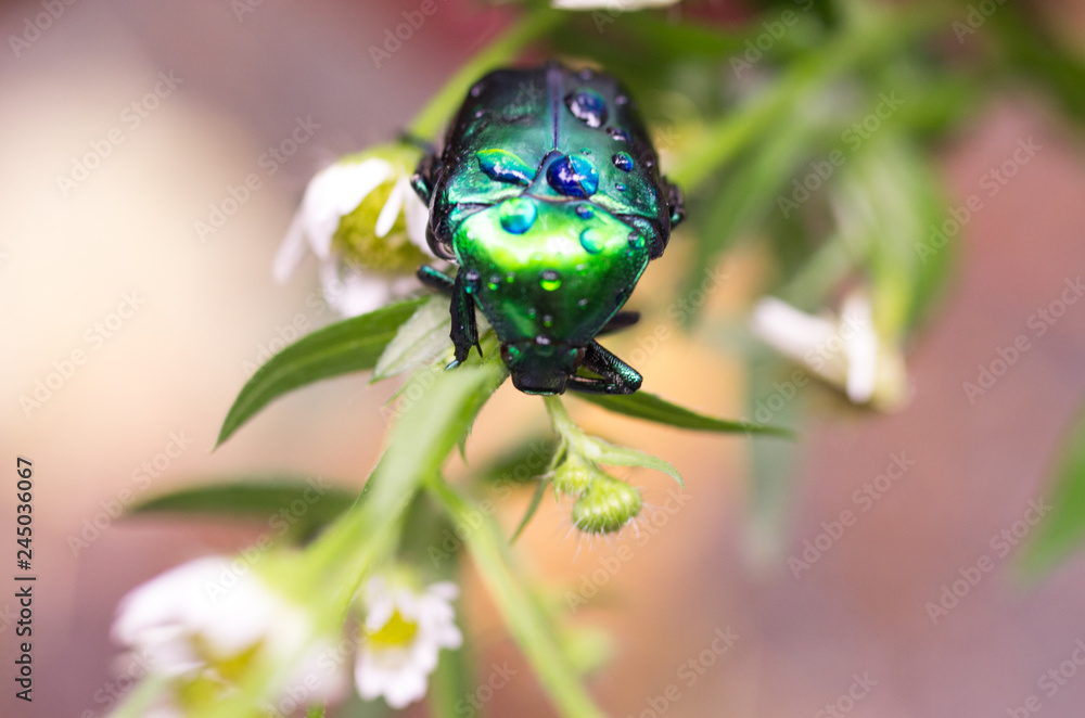 Green beetle on a flower. Dung beetle. Beetle in nature.