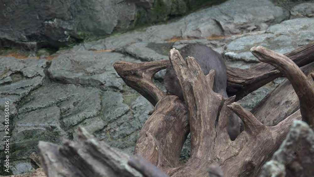 Asian small-clawed otter (Amblonyx cinerea) rubs themselves against a log. Asian small-clawed otter (Amblonyx cinerea) rubs themselves against a log.