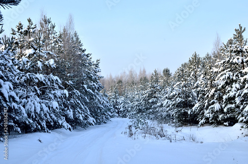 Winter forest. Forest in the snow.