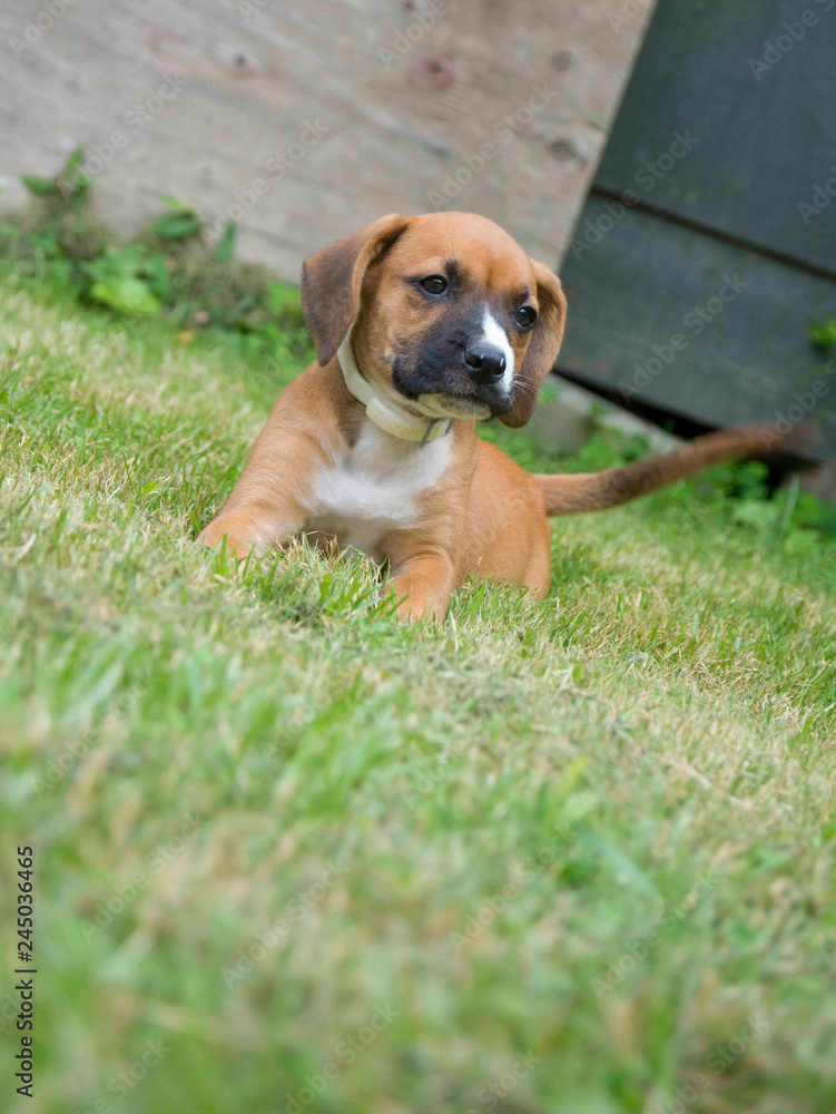 A single Boxer Pup plays in green grass by himself.