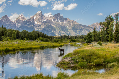 Landscape Fit for a Moose © Jonathan