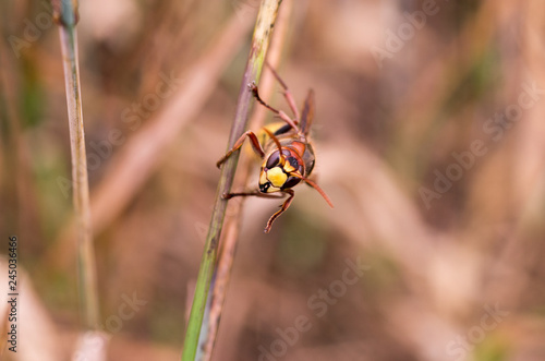 Macro photo of the hornet. Hornet head. Hornet on a straw.