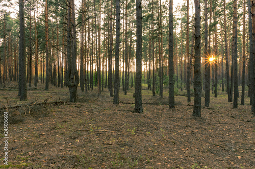 Evening in the pine forest. The setting sun in the forest.