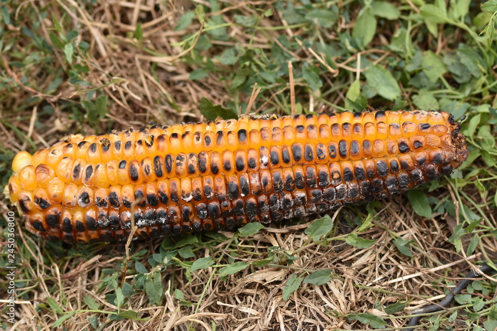 Fototapeta premium Corn grilled on charcoal