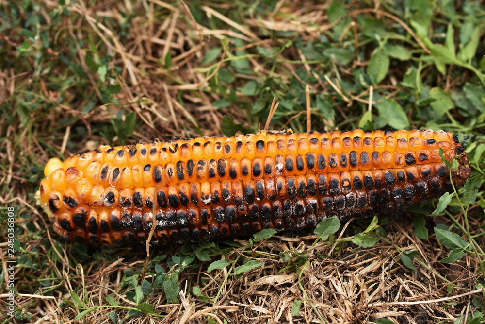 Fototapeta premium Corn grilled on charcoal