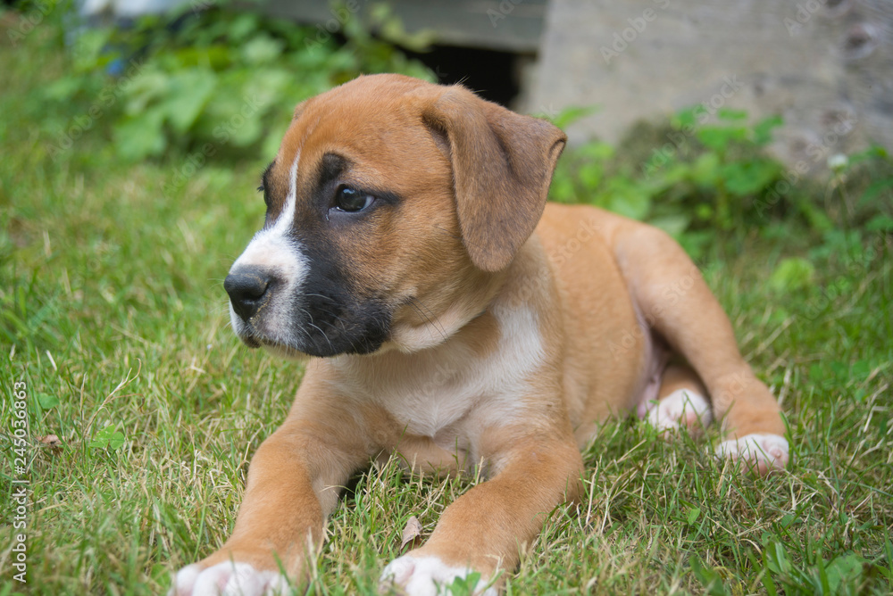 A single Boxer Pup plays in green grass by himself.