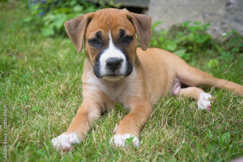 A single Boxer Pup plays in green grass by himself.