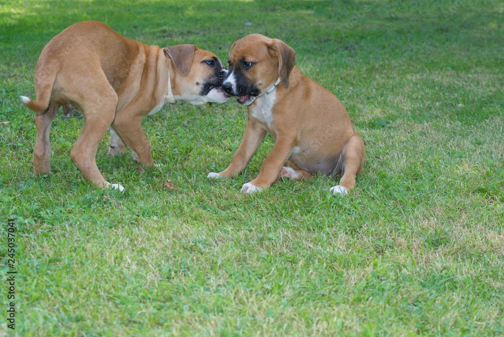 Two Boxer pups playing, biting on each other in green grass.