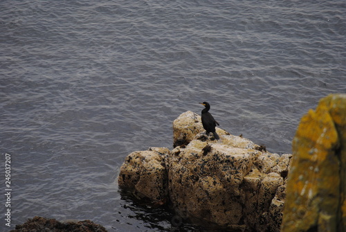 Cormorant © vewheatley