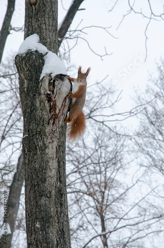 Wild red fluffy squirrel in the village of natural habitat eating nuts and stored for the winter © Ruslan