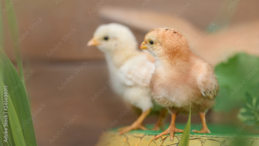 Beautiful and adorable chickens on floor for concept design and decoration Beautiful and adorable chickens on floor for concept design and decoration