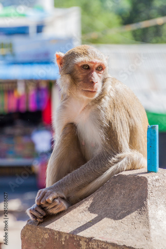 Macaque at the stairway to Mt Popa temple, Myanmar © Matyas Rehak