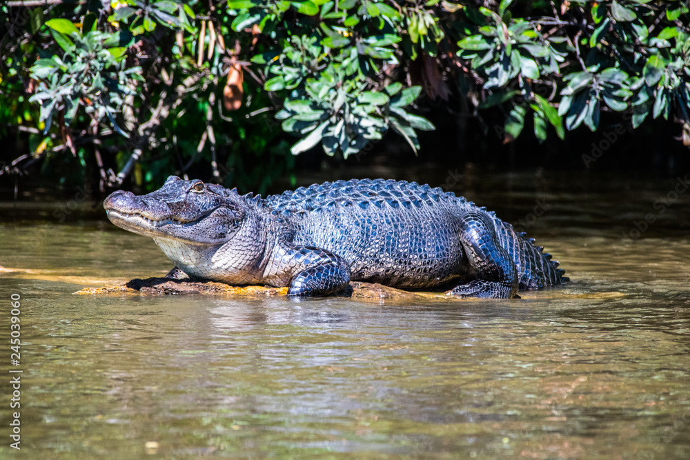 Sun Bathing Alligator Sun Bathing Alligator